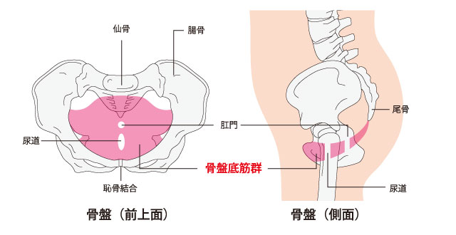 骨盤底筋のイラスト図