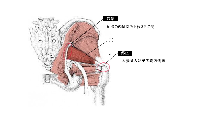 O脚を矯正する外旋筋(梨状筋)のイラスト図