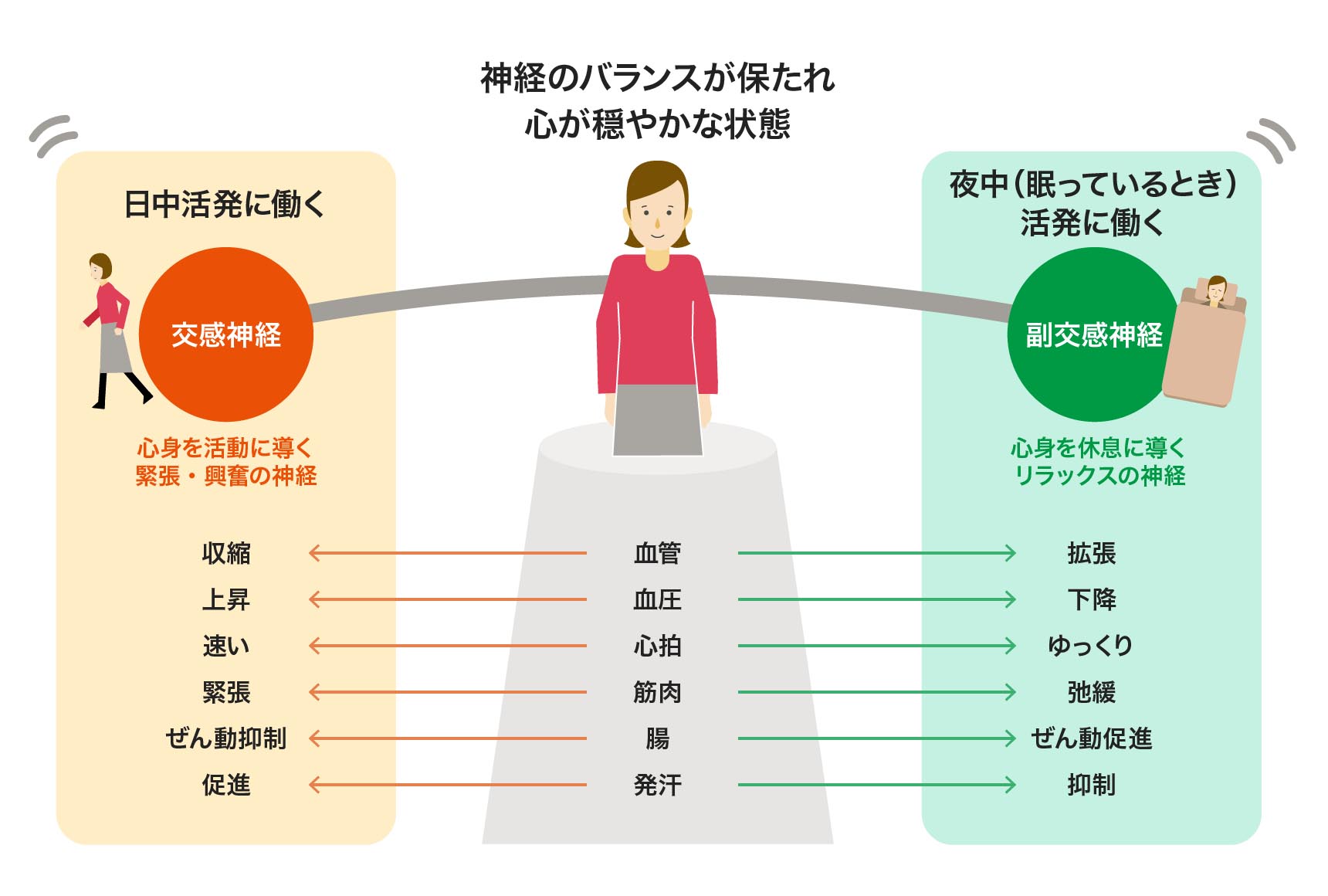 ストレッチや体操は副交感神経が働く夕方以降がベスト