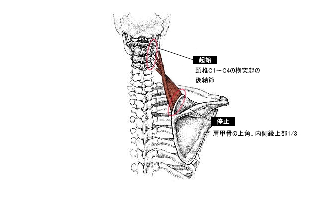 肩甲骨のストレッチ体操
