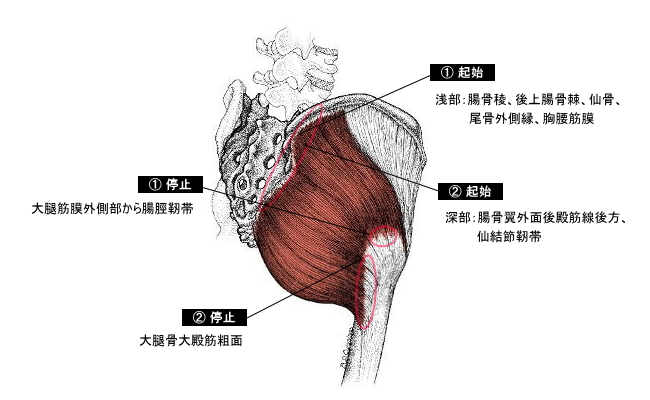 大殿筋のイラスト図