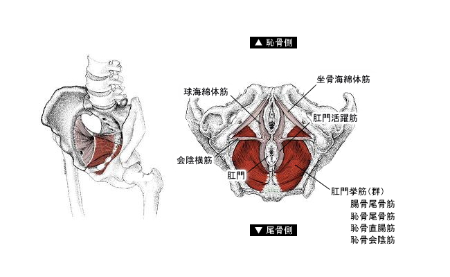 骨盤底筋こつばんていきん群のイラスト図