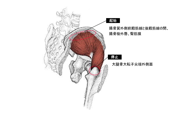中殿筋のストレッチ体操