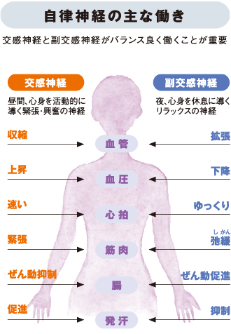 末端冷え性の原因である自律神経の図