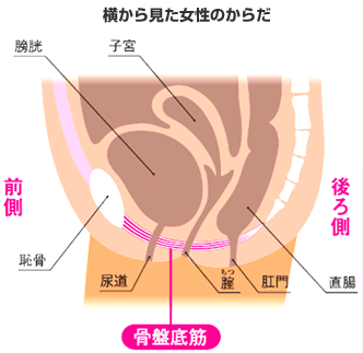 尿漏れや頻尿などの尿トラブルと密接に関わっているのが骨盤底筋