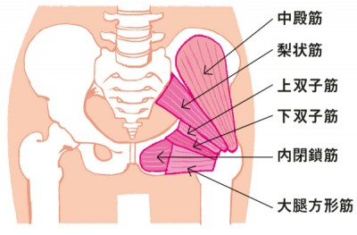 レグールの効果を与える股関節周辺の筋肉