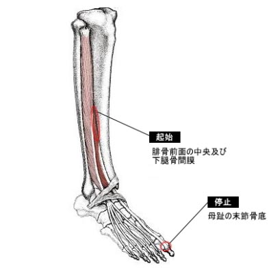 足首の関節