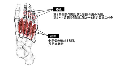 足の筋肉イラスト図