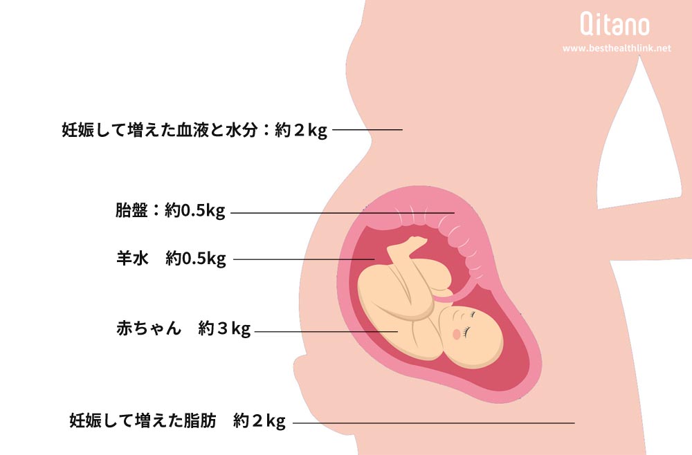 母体の赤ちゃんの成長に必要な体重増加は約7～8kg