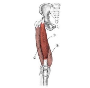 大腿四頭筋のイラスト図