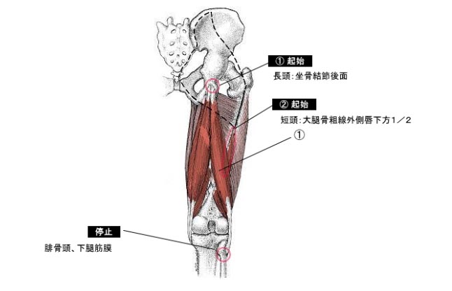 ハムストリングスのストレッチ体操