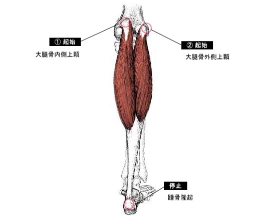 腓腹筋のツボストレッチ体操