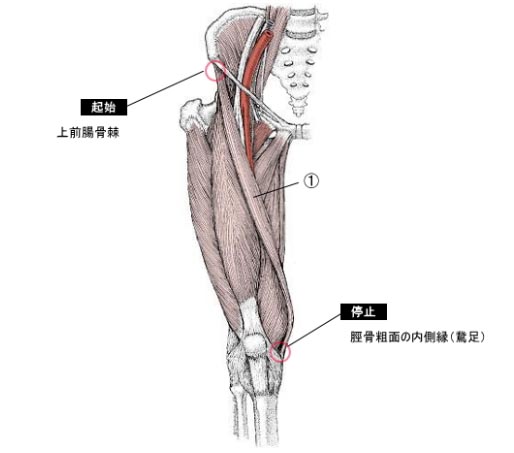 縫工筋のイラスト図