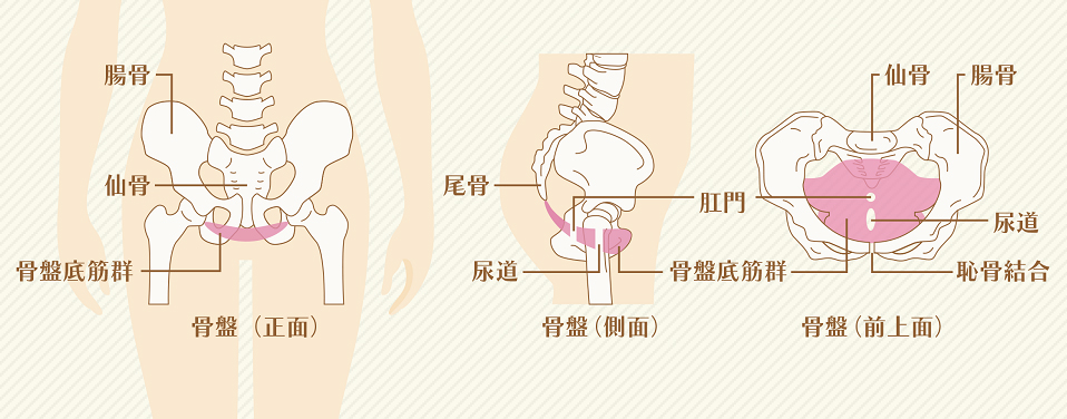 「骨盤底筋」とは、内臓を支え、 女性の体型と婦人科系トラブルに関係する