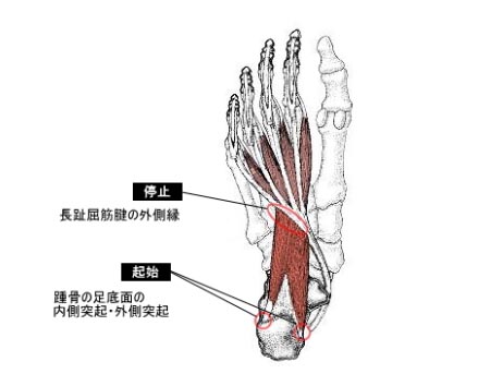 足底筋のイラスト図