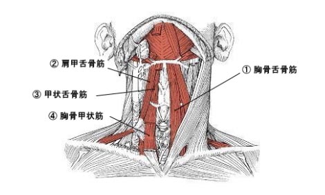 舌骨下筋群のストレッチ体操