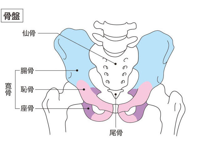 骨盤の骨