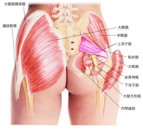 骨盤の周辺の臀部の筋肉
