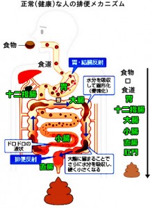 正常な人の排便メカニズム