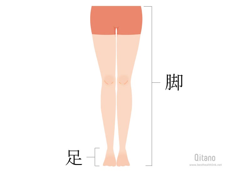 「足」と「脚」の違い