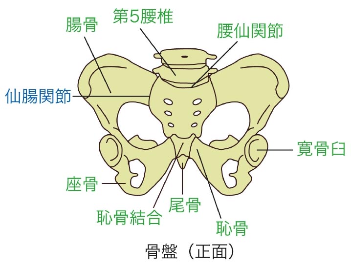 骨盤の関節
