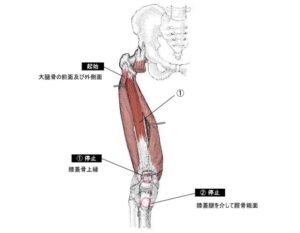 中間広筋