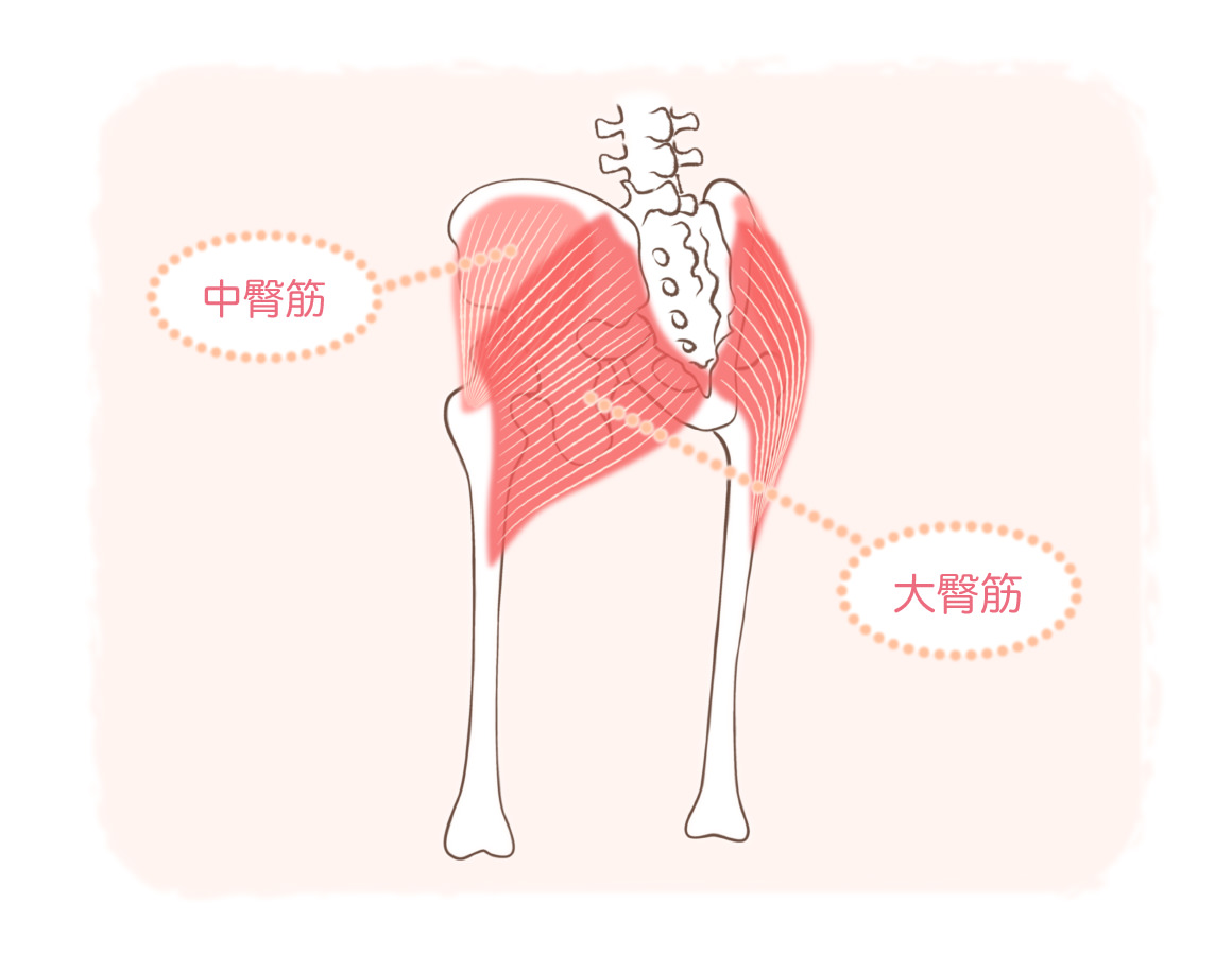 お尻の筋肉(大殿筋、中殿筋)