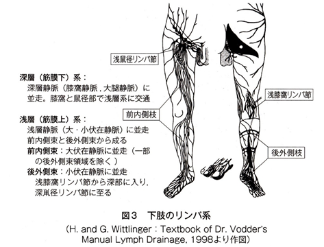 股関節に集中するリンパの流れを表す図