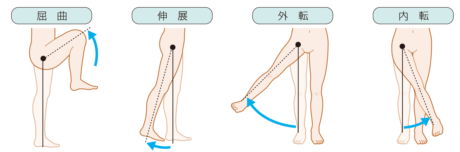股関節の外転、内転、伸展、屈曲の動き