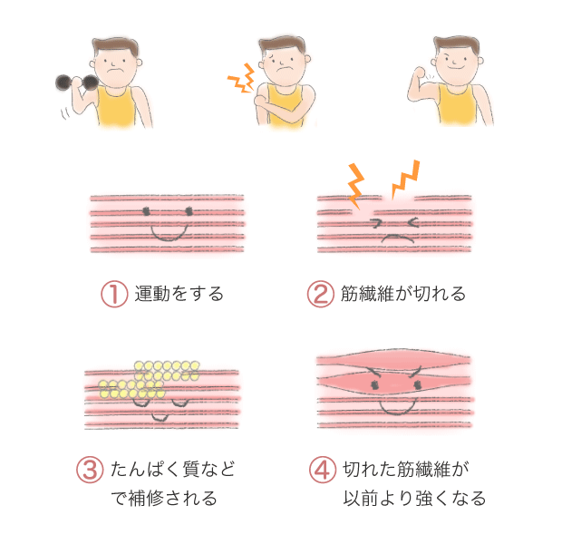 筋トレやストレッチで筋繊維を破壊して強く柔らかい筋肉になる