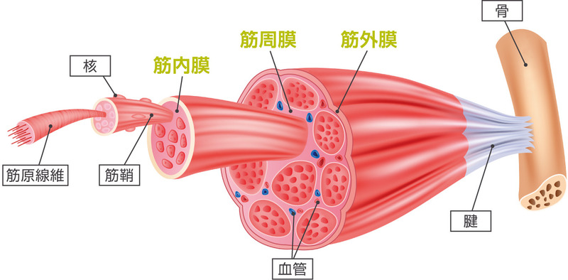 筋肉の構造