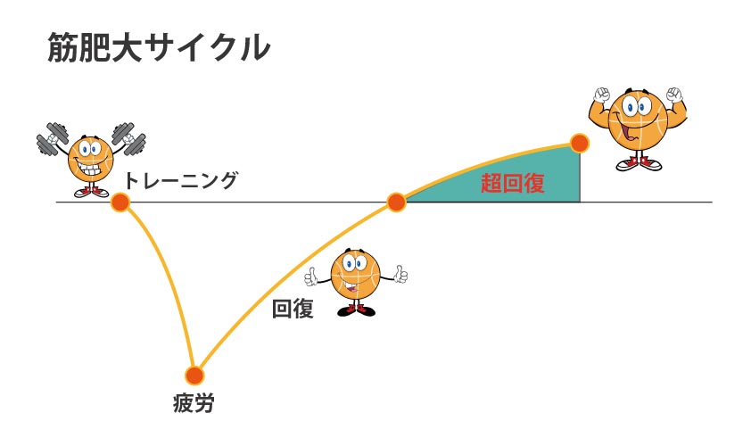 超回復サイクルで筋肥大