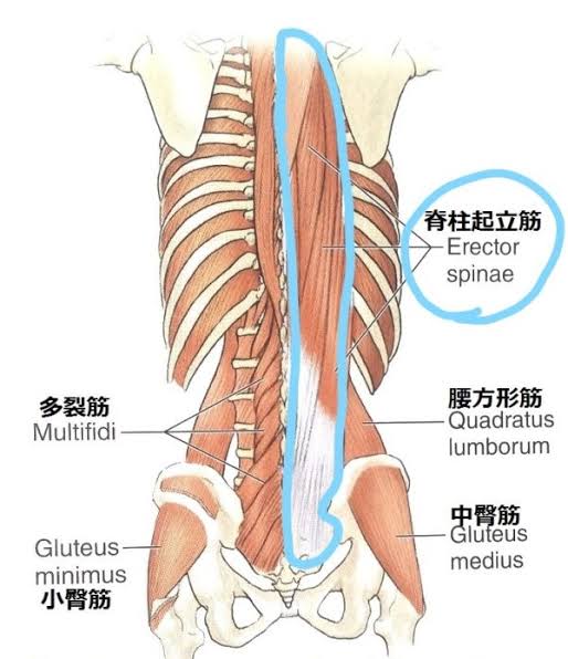 脊柱起立筋などの体幹をストレッチが大事