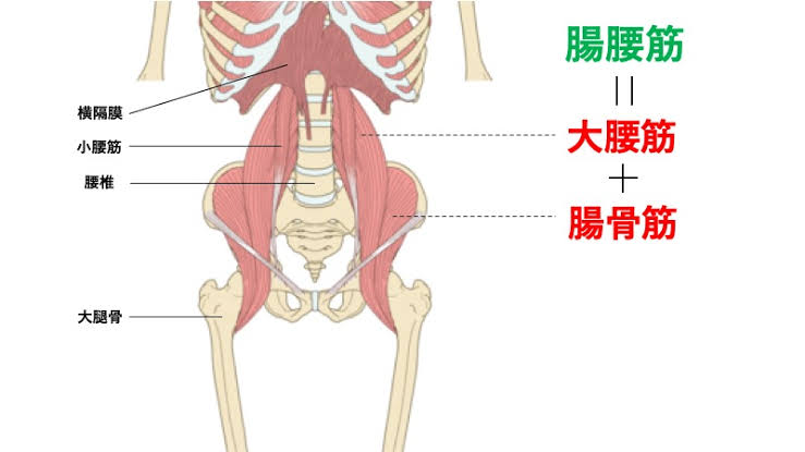 腸腰筋の位置