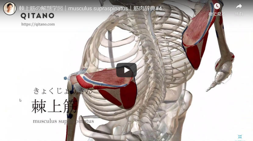 棘上筋の解剖図をYouTube動画で簡単解説