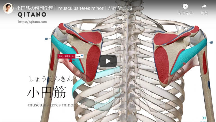 小円筋の解剖図をYouTube動画で簡単解説