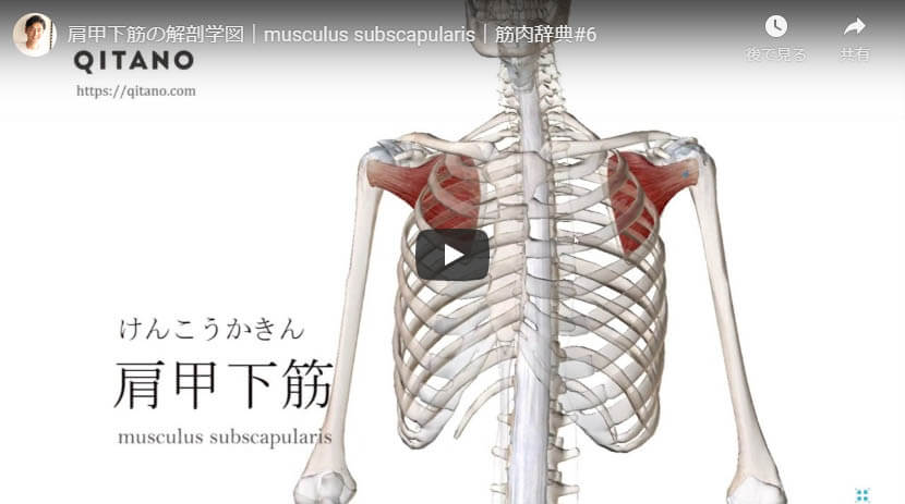 肩甲下筋の解剖図をYouTube動画で簡単解説
