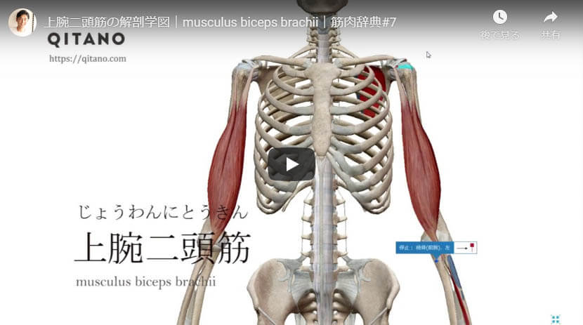 上腕二頭筋の解剖図をYouTube動画で簡単解説
