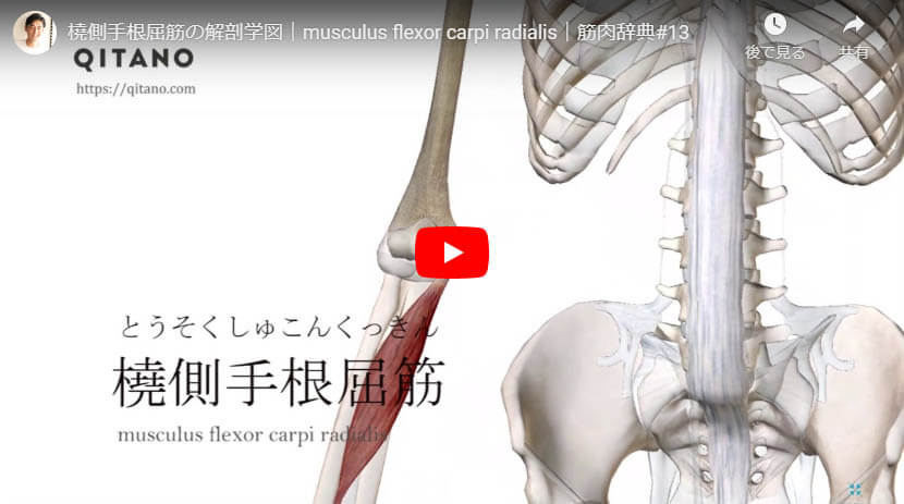 橈側手根屈筋の解剖図をYouTube動画で簡単解説