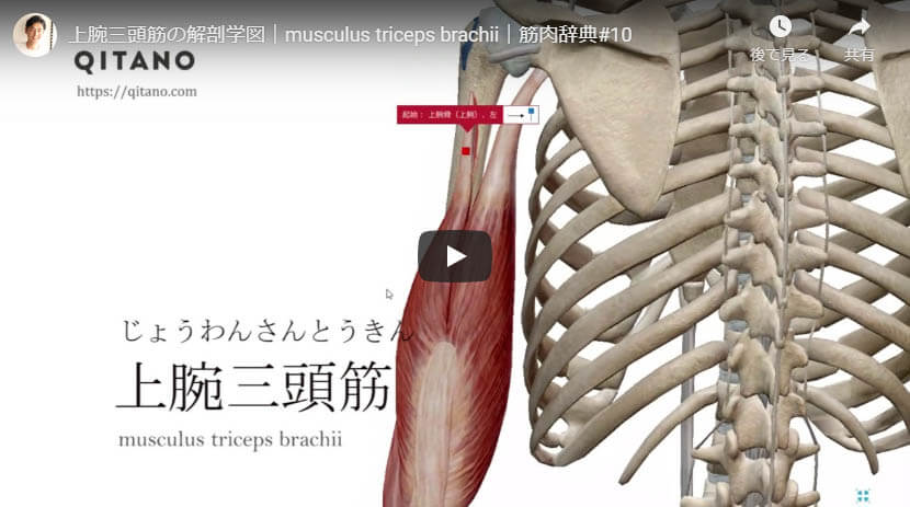 上腕三頭筋の解剖図をYouTube動画で簡単解説